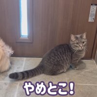 やめとこ！