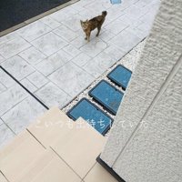 家の前で飼い主さんを出待ちするキジトラ猫