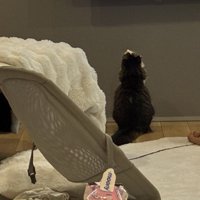 見上げる猫たちと赤ちゃんの後ろ姿