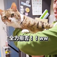 拒否する猫2