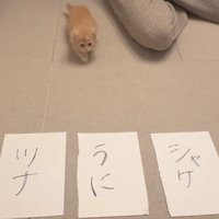 3枚の紙と猫