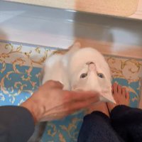 パパさんに撫でてもらう猫