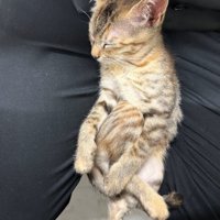 足を組んで眠る子猫