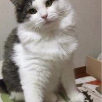座っている猫