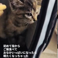 ウトウトする子猫