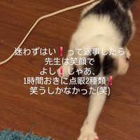 おもちゃで遊ぶ子猫