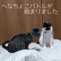 顔を近づけあう2匹の猫