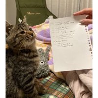 室内にいる猫