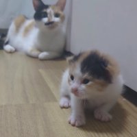 三毛猫の親子