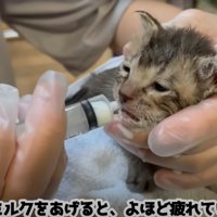 ミルクを飲む子猫