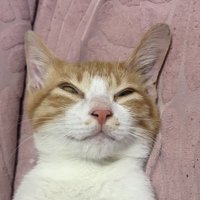 寝ている猫の顔