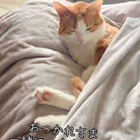 布団で寝る茶白猫