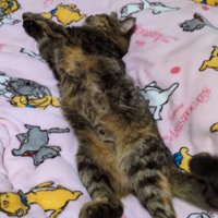 飼い主にお腹を触られてしっぽを動かす猫