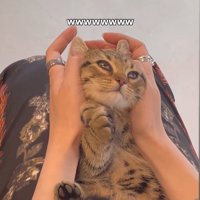 目の半分が瞬膜で覆われている子猫（顔斜め）