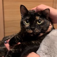 撫でてもらう猫