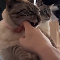虚無顔になる猫