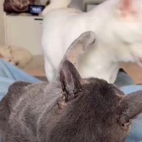 耳を舐め合う犬猫さんたち