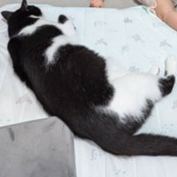 猫と赤ちゃん