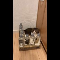 少し右を向いた姿