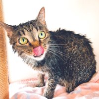 こちらを見つめる猫
