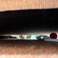 ソファと床の隙間を覗く猫