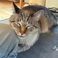 膝にくっついて眠る猫