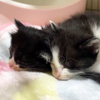眠る2匹