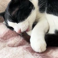 毛布の上で尻尾をくわえて目を瞑っている猫