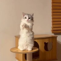 キャットタワーの上で立ち上がって前足を合わせる猫