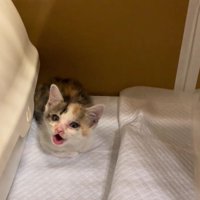 鳴いている子猫