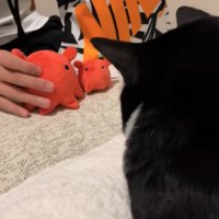 目の前に2つぬいぐるみを置かれた猫の後ろ姿