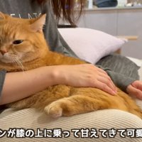 テロップ「プリンが膝の上に～」