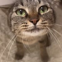 凝視する猫
