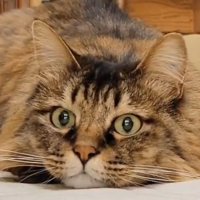 伏せをする猫