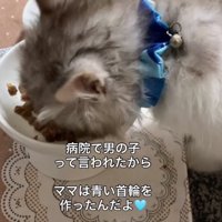 仰向けに寝転ぶ子猫