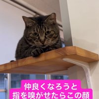 棚の上で引き気味に香箱座りをしている猫（右前足だけ前に出ている）