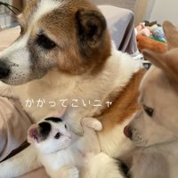 犬にパンチしそうな子猫
