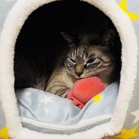 猫ハウスでくつろぐシャムミックス