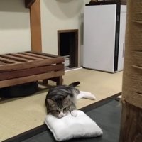 枕にあごをのせる猫