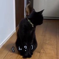 横を通り過ぎていった子猫をふり返る黒猫