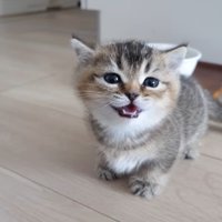 うとうとしている子猫