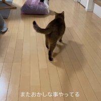 ゴミ袋を引きずる猫の後ろを追いかけている猫の後ろ姿