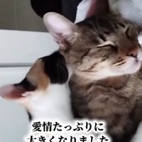 キジトラ猫の毛づくろいをする三毛猫