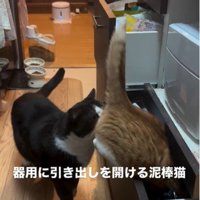 引き出しを開けている猫とそれを見ている猫