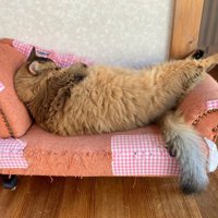ソファで仰向けに眠る猫