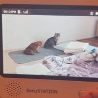 姿勢を正す猫