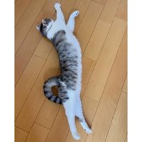 室内にいる猫