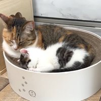 一緒に寝る成猫と子猫