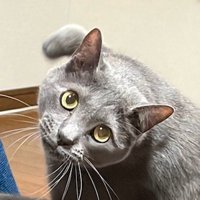 爪とぎをしながら飼い主の方を見つめる猫