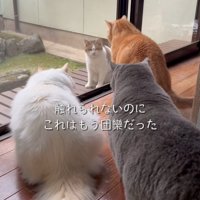 向かい合う猫たち